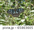 ブルータイガーバタフライ 65863605
