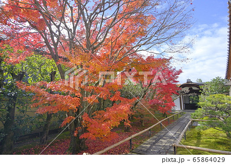 大徳寺塔頭 興臨院の紅葉 大徳寺塔頭 興臨院の紅葉 65864029