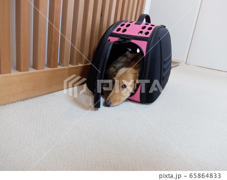 ステイホームする犬 65864833