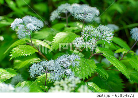 コアジサイ 65864872