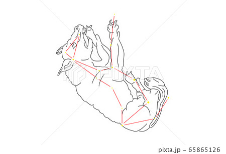88星座白おおかみ座 65865126