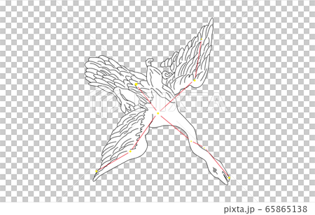 88星座白はくちょう座 65865138