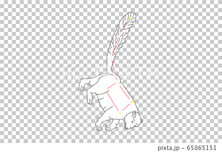 88星座白こぐま座 65865151