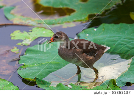 鳥 葉 野生 65865187