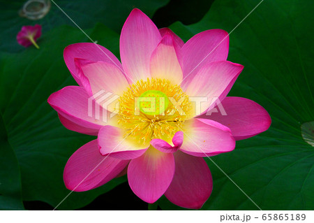 花びら ピンク 凧 65865189