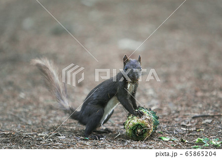 青書 松の実 クルミ 65865204