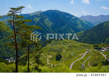 天空の茶畑 65865467