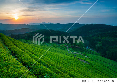 緑 風景 緑茶畑 65865510