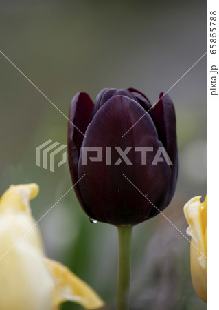 花の写真 黒いチューリップの写真素材
