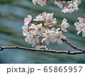 桜 65865957
