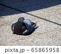 ハト 65865958