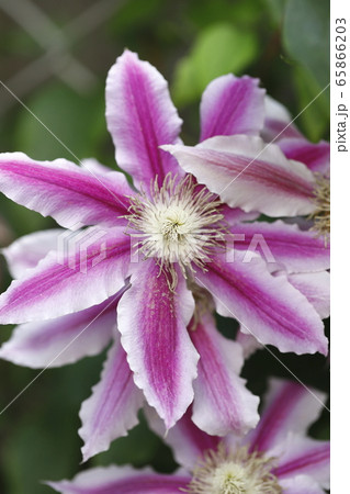 クレマチス 鉄仙 の花 の写真素材