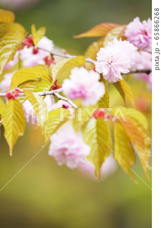 桜 ヤエザクラ・サトザクラ ”植物” 桜 ヤエザクラ・サトザクラ ”植物” 65866268