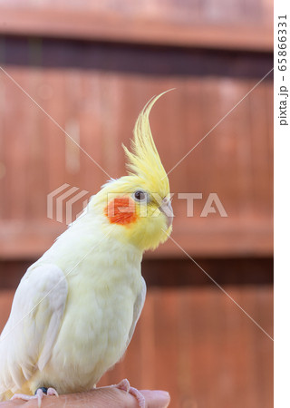 オカメインコ ルチーノ種 オカメインコ ルチーノ種 65866331