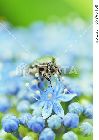 紫陽花とハナムグリ 65866408
