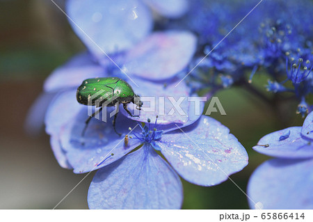 紫陽花とハナムグリ 紫陽花とハナムグリ 65866414