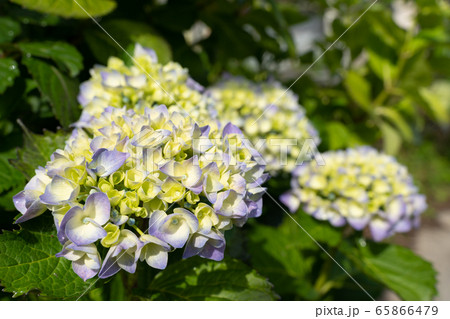 紫陽花 65866479