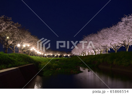 草場川の桜並木 ライトアップ 草場川の桜並木 ライトアップ 65866554