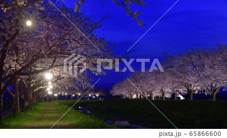 草場川の桜並木　ライトアップ 65866600