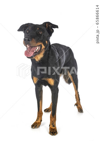 beauceron in studio beauceron in studio 65866614