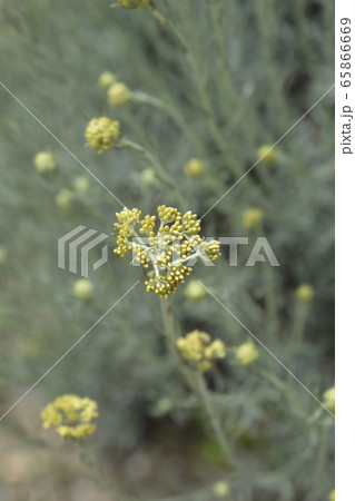 Italian everlasting flowers 65866669