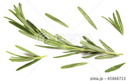 Rosmarin closeup isolated on a white background, 65866723