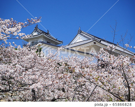 桜の名所 浜松城 桜の名所 浜松城 65866828