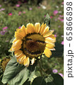 ヒマワリ 花 スマイル 65866898