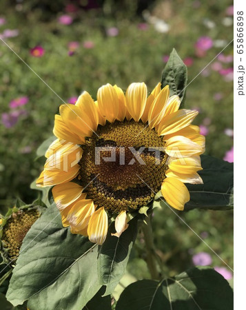ヒマワリ 花 スマイル 65866898