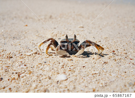 Crab on sandy beach on tropical island 65867167
