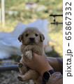 レトリーバー 犬 子犬 65867332