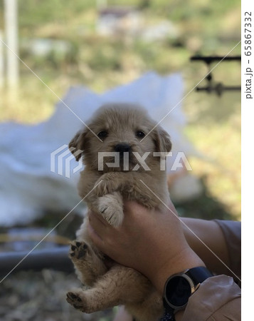 レトリーバー 犬 子犬 65867332
