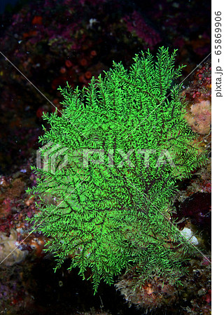 センナリウミヒドラ 65869906