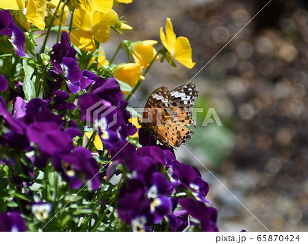 ツマグロヒョウモン 65870424