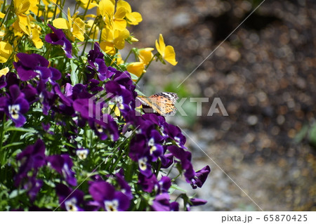 ツマグロヒョウモン 65870425