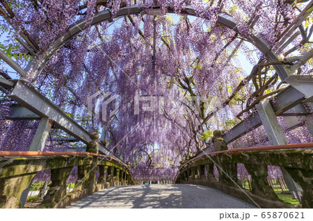 中山の大藤　福岡県柳川市 65870621