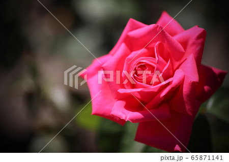 バラのアップ アップのバラ バラ 薔薇 ばら バラの花の写真素材