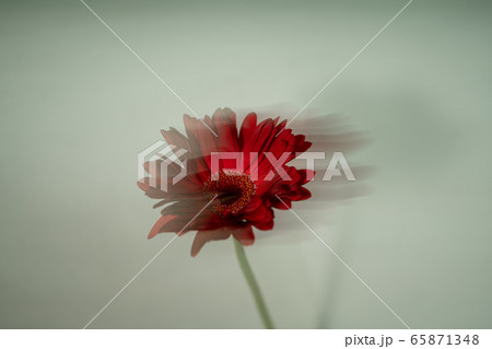 ガーベラ Gerbera 花 ガーベラ Gerbera 花 65871348