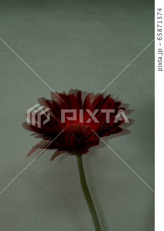 ガーベラ Gerbera 花 ガーベラ Gerbera 花 65871374
