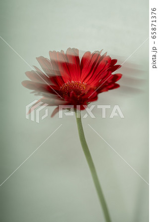 ガーベラ Gerbera 花 ガーベラ Gerbera 花 65871376