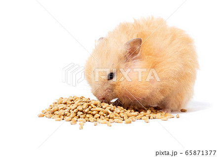 big fluffy red hamster eats grain, isolate big fluffy red hamster eats grain, isolate 65871377