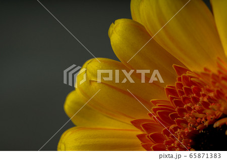 ガーベラ　Gerbera   花 65871383