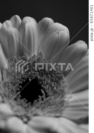 ガーベラ Gerbera 花 ガーベラ Gerbera 花 65871401