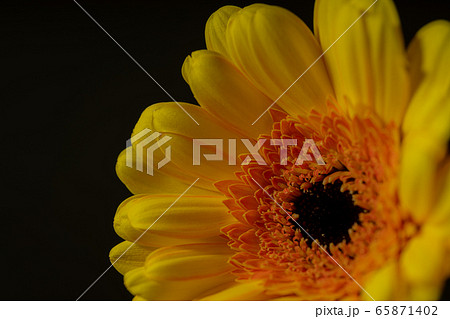 ガーベラ　Gerbera   花 65871402
