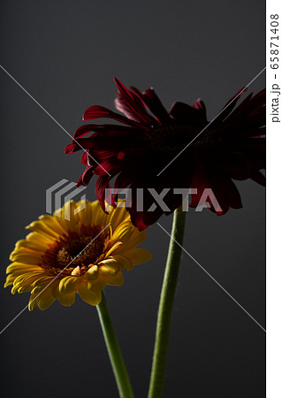 ガーベラ Gerbera 花 ガーベラ Gerbera 花 65871408
