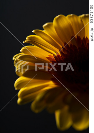ガーベラ　Gerbera   花 65871409