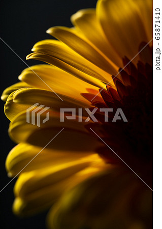ガーベラ Gerbera 花 ガーベラ Gerbera 花 65871410