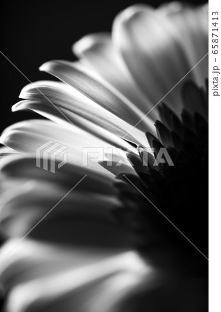 ガーベラ Gerbera 花 ガーベラ Gerbera 花 65871413