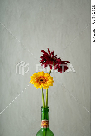 ガーベラ Gerbera 花 ガーベラ Gerbera 花 65871419