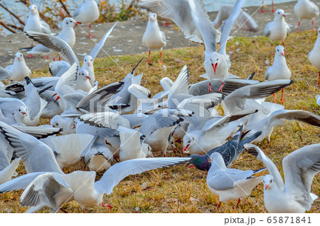ユリカモメに餌やり ユリカモメに餌やり 65871841